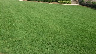 Bermuda Grass Lawn Pros and Cons from a Pro [upl. by Emersen]