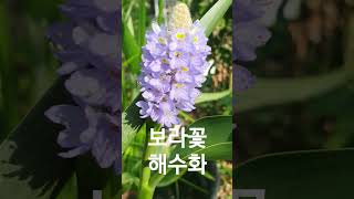 수생식물 해수화 Pontederia cordata  노지월동불가 garden flower [upl. by Lednam30]