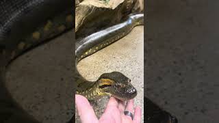 Meet My Pet Green Anaconda 🐍 snake [upl. by Ntsuj411]