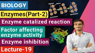 Biology Lecture19 Enzymespart2Enzyme catalized reactionEnzyme inhibition Enzyme activity [upl. by Osbourne893]