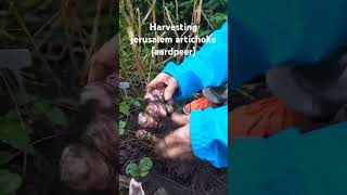 Harvesting jerusalem artichoke gardening organic aardpeer [upl. by Ladd]