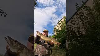 5s Hecht Livebiss fishing fish hecht hechtangeln spinnfischen nature angeln angel esox [upl. by Naired]