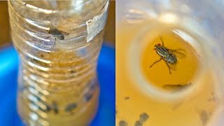 DIY FLY Trap to Get Rid of Flies and Fruit Fly [upl. by Sorce]