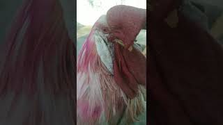 funny chicken song par Lalu ke short chicken chickensong funny funniestvideo ❤️👍❤️ [upl. by Acsecnarf]