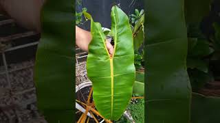 Philodendron Billietiae Kabel Busi shorts nature [upl. by Yeldah723]