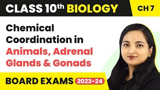 Chemical Coordination in Animals Adrenal Glands amp Gonads  Class 10 Biology Ch 7 [upl. by Hanauq]