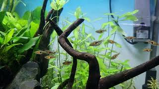 Rasbora Espei [upl. by Nawat532]