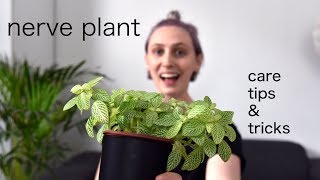 NERVE PLANT Care Tips  Fittonia Houseplant Care [upl. by Naor]