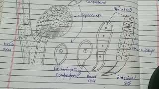 Development of Carposporophyte in Polysiphonia Germination of Carpospore in Polysiphonia [upl. by Lotson]