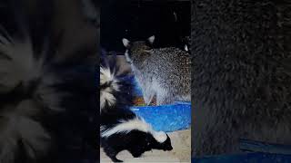 Friends Raccoon and Skunk Sharing Cat Food [upl. by Mairym]