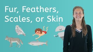 Lets Explore Fur Feathers Scales or Skin  Science for Kids [upl. by Neehs792]