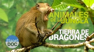 Animales de la Jungla Tierra de Dragones  Naturaleza  Planet Doc [upl. by Bogoch]