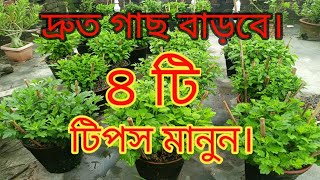 অক্টোবর মাসে চন্দ্রমল্লিকা ফুল গাছের গুরুত্বপূর্ণ পরিচর্যা। [upl. by Notaek]