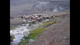 ERZURUM KÜRDÜN KIZI HALAY [upl. by Soloma]