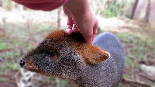 Adorable rescued Pudu loves head scratches [upl. by Enahpad]