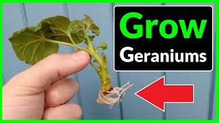 How to Grow Geraniums from Cuttings Complete Process [upl. by Laoj]