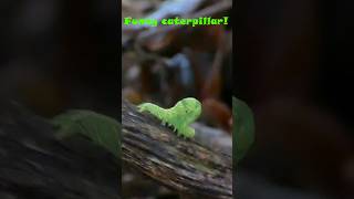 Funny and cute caterpillar caterpillar butterfly cuteanimals animals insects [upl. by Eixel]