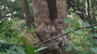 Jane monkey family life Jonna lovely child on green grass daily show in feed in forest  04 [upl. by Caro]