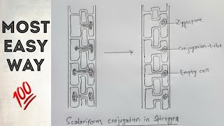 Scalariform conjugation in spirogyra  easy way [upl. by Sucramel321]