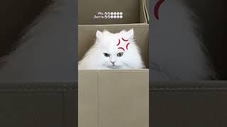 Cats vs Boxes challenge 📦 First reaction 🐱📦 [upl. by Haldes657]