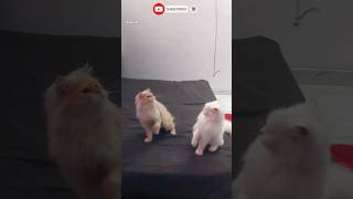 Cinderella😾VS Simba😿catshort funnycatfightfightingshortsfeedviralshortpersiancatytshort [upl. by Nalced]