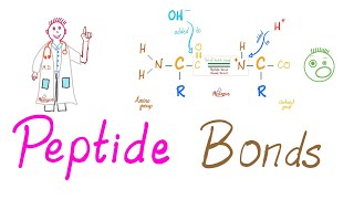 Peptides and Peptide Bonds  Amino Acids Dipeptides Oligopeptides Polypeptides  Biochemistry [upl. by Aynam]