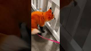 Dog is dyed to look like a fox using pet safe dye [upl. by Rind585]