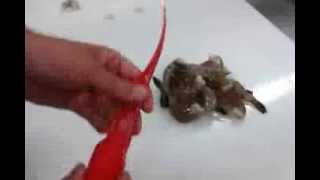 How to Peel and Devein Shrimp  Giovannis Fish Market [upl. by Anahsahs947]