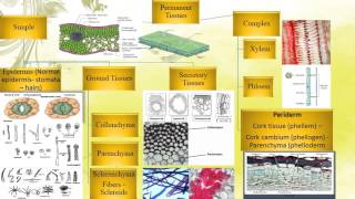 pharmacognosy Plant tissues 1 عقاقير اولى صيدله [upl. by Notlit266]