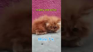 PERSIAN CAT sale at Bangalore dollfacepersiancat [upl. by Kcid]