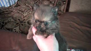 Munchkin TheTeacup Pocket Pomeranian Puppy From Candylandpomscom Houston Texas JIGGY GIGGY [upl. by Guido752]