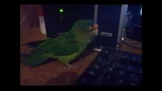 Perico atolero escuchando musica [upl. by Assenay]