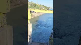 Welland Canal Salmon Run 2024 [upl. by Gwennie]