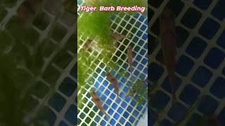 Tiger Barb Breeding Day  1 Part  1 [upl. by Lectra]