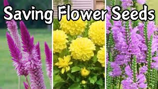 Saving Dahlia Celosia Obedient Plant Flower Seeds [upl. by Ophelia]