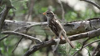 White Crowned Sparrow Female [upl. by Wardle8]