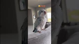 This Parrot loves bacon pancakes viralshorts funny fyp foryou cuteanimals [upl. by Gabby]