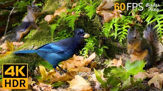 Cat TV for Cats to Watch 😺🐿️ Playful Birds and Squirrels in Fall 🐦 8 Hours4K HDR [upl. by Zabrina483]