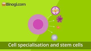 Cell Specialization and Stem Cells Biology  Binogicom [upl. by Onfroi]