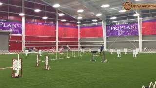 Border Collie Agility adestramento [upl. by Ysdnyl]