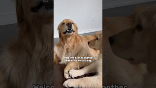 Living with a land shark 🦈 dogs dogshorts goldenretriever doglife puppy puppyvideos puppies [upl. by Sinegold]