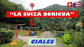 🌳🚙Driving around Ciales Puerto Rico 4K La Suiza Boricua 🇵🇷 [upl. by Blank]