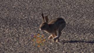 Ultra Super Slow Motion Reveals How Rabbits Run 1000 Frames Per Second [upl. by Mot933]