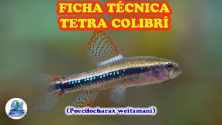 FICHA TECNICA TETRA COLIBRI [upl. by Beauvais]