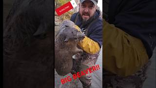 Good first trap check BIG BEAVER beaver beavertrapping [upl. by Griggs]