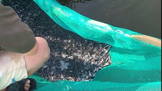 Baby Pangasius Catfish in Fish Farming VI [upl. by Eiramlatsyrk]