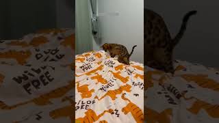 Cat videos ❤️ kitten meowing call ❤️ FunnyCats Episode 8225 [upl. by Hernardo287]