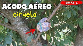 CIRUELO en MACETA desde ACODO AÉREO parte 1 Frutales En Maceta [upl. by Neret250]