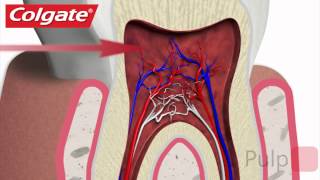 Your Teeth Explained by Colgate [upl. by Suivatnod125]