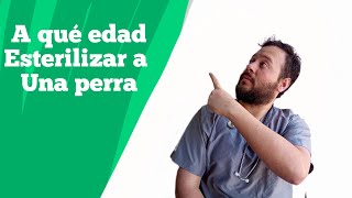 Edad ideal para esterilizar una perra [upl. by Ribaudo]